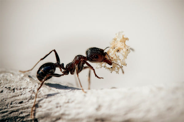 H2-Extermination-des-mouches-et-fourmis